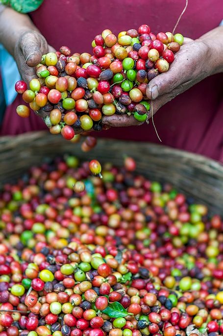 Brazilian Gold Coffee story